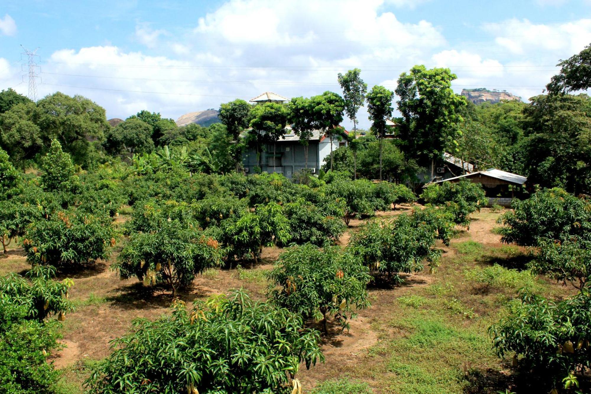 Green Hut Nature Resort Sigiriya Exterior foto